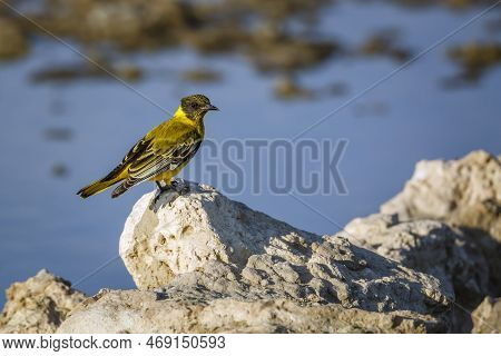 African Black Headed Oriole Standing On A Rock At Waterhole In Kgalagadi Transfrontier Park, South A
