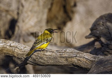 African Black Headed Oriole Juvenile With Prey Insect In Kgalagadi Transfrontier Park, South Africa;