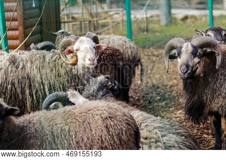 Ram Black And White In Zoo. Close Up Of Head And Horns Of A Wild Big Horned Sheep. Many Rams. Out Of