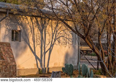 Shadows Of A Tree On A Wall At Sunset