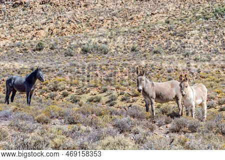 A Black Horse And Two Donkeys In A Typical Karoo Landscape, On The Historic Postal Route Between Fra