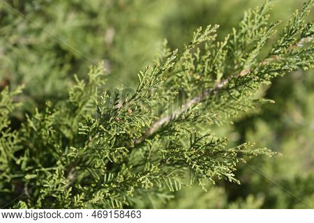Pfitzer Juniper Branches  In The Garden In Spring