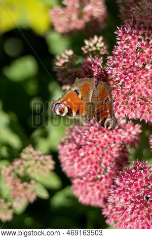 A Peacock Butterfly Is Eating On A Pink Sedum Flower - Hare Cabbage. A Flowerbed With Flowers Pollin