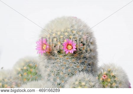 Mammillaria Carmenae ,mammillaria Or Cactus Or Succulent Plant Or Mammillaria Carmenae With Pink Flo
