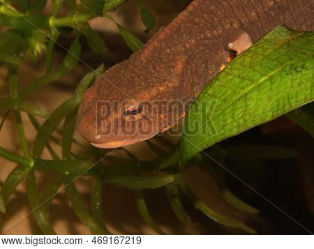 Detailed Closeup On A Bulky Large Aquatic Female Of The Endangered Vietnamese Tam Dao Warty Newt, Pa