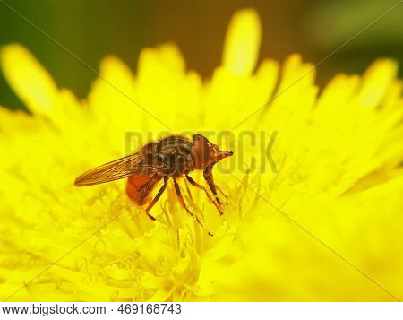 Natural Closeup Of A Common Snoutfly , Rhingia Campestris Lost In A Yellow Dandelion Flower , Taraxa
