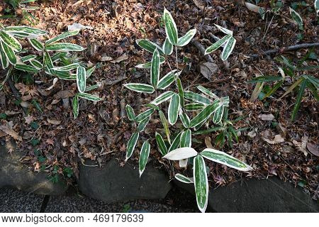 Kuma Bamboo Grass ( Sasa Veitchii). Poaceae Evergreen Plants. Young Leaves Are Dark Green Overall, B