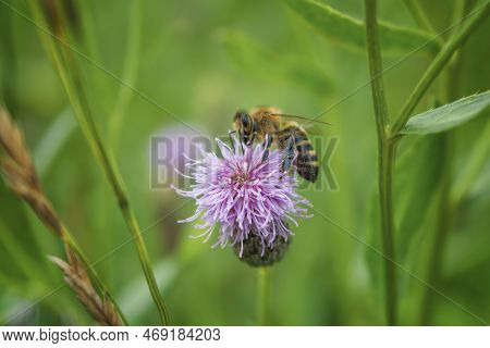 Bee Apis Mellifera Carnica Collecting Honey And Pollen On Thistle Flower Close-up.