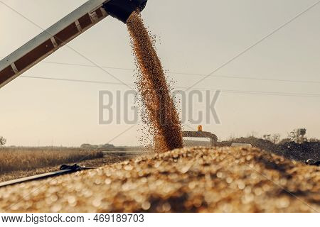 Machine For Separating Corn Grains Working On Field And Filling Tractor Trailer With Corn. Autumn Ti