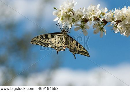 A Beautiful Lady-butterfly Sits On The Delicate, White Flowers Of The Spring Tree Forget Me Not Flow