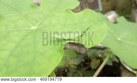 The Green Steamed Grasshopper (atractomorpha Crenulata) Is A Species Of Steamed Grasshopper From The