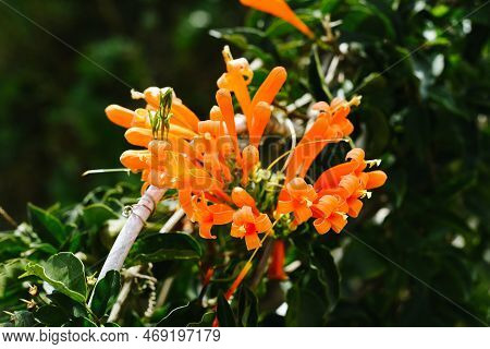 Pyrostegia Venusta, Also Commonly Known As Flamevine Or Orange Trumpet Vine