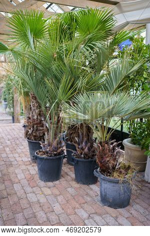 Young Exotic Trees In Plastic Pots Standing On Floor Inside Orangery With Transparent Ceiling To Let