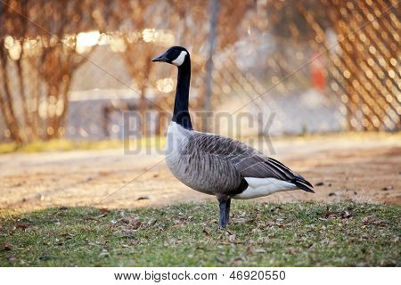 ห่านแคนาดา