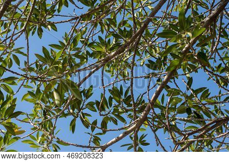 Glow Green Leaves Against Bright Blue Sky Background.