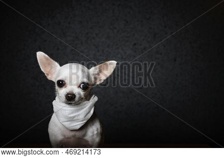Small Chihuahua Dog Close-up Looking In Front Of Itself. A White Gauze Bandage Is Hanging Around The