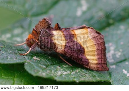 Detailed Natural Closeup Of The Colorful Green Burnished Brass Owlet Moth, Diachrysia Chrysitis Sitt