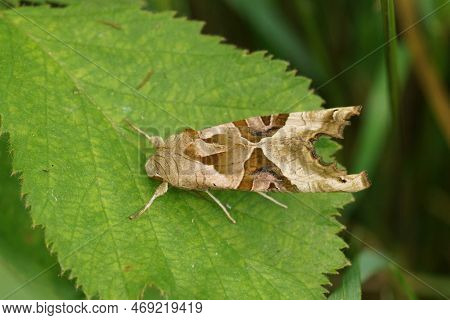 Detailed Closeup Of The Angle Shades Moth, Phlogophora Meticulosa Sitting On A Green Leaf In The Gar