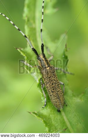 Natural Vertical Closeup On The Golden-bloomed Grey Longhorn Beetle, Agapanthia Villosoviridescens S
