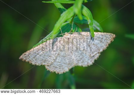 Plum Moth Lat. Angerona Prunaria Is A Butterfly From The Family Of Moths Close-up.