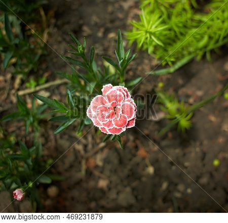 Pinck Flowers Of Dianthus 'arctic Star' In The Garden. Summer And Spring Time.