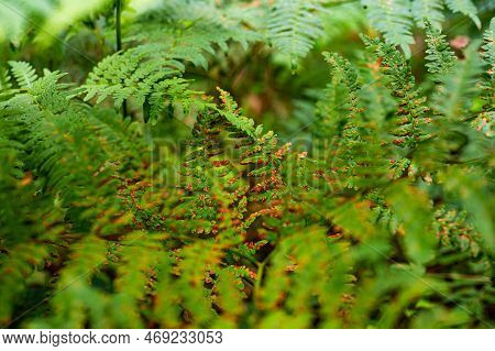 Unique Pointed Shape Of The Young Light Green Fern Plant Leaves Growing In The Forest