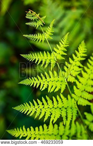 Unique Pointed Shape Of The Young Light Green Fern Plant Leaves Growing In The Forest