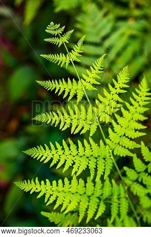 Unique Pointed Shape Of The Young Light Green Fern Plant Leaves Growing In The Forest