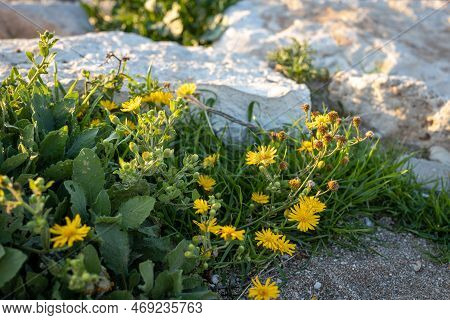 Yellow Wildflowers Camphor Weed (heterotheca Subaxillaris) Bloom On The Shores Of A Lake In Rishon L