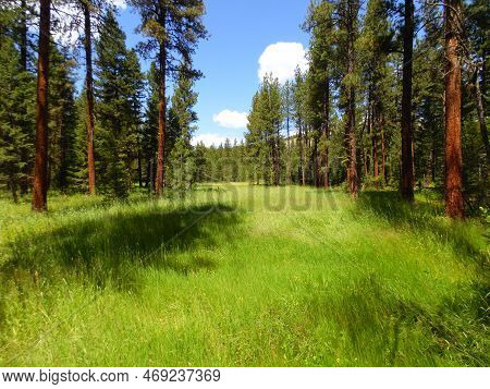 Summer Meadow In West Glacier National Park.