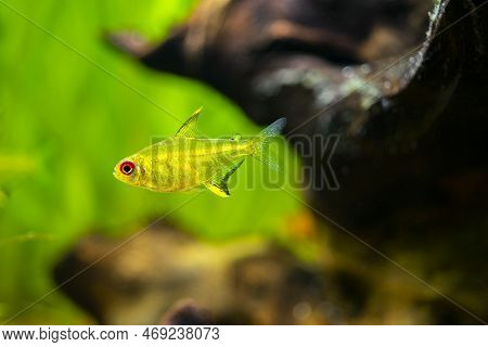 Lemon Tetra (hyphessobrycon Pulchripinnis ) Isolated In A Fish Tank With Blurred Background