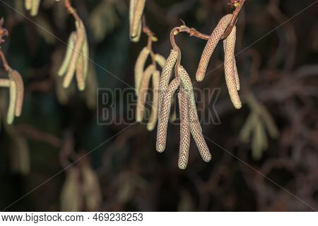 Tassel On The Branches Of Hazelnuts In Winter. Latin Name Corylus Avellana. Curly Hazelnut Contorta.