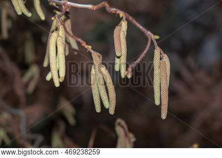 Tassel On The Branches Of Hazelnuts In Winter. Latin Name Corylus Avellana. Curly Hazelnut Contorta.