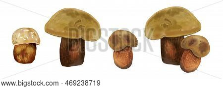 Set Watercolor Realistic Mushroom Lurid Bolete. Illustration Suillellus Luridus. Boletus Luridus