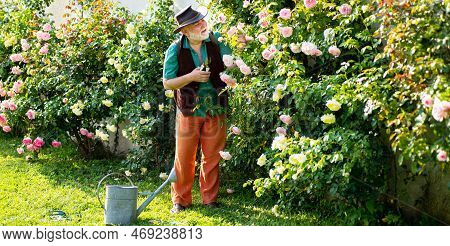 Retired Gardener Senior Portrait, Spring Banner. Senior Old Man In Garden Cutting Roses Flowers. Gar