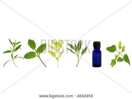 Aromaterapia Herb Leaf gałązki