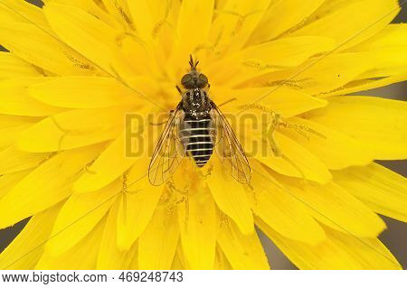 Natural Closeup On A Small Andalusian Parasitic Bee Fly, Parageron Gratus, In A Yellow Flower