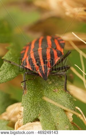 Natural Vertical Closeup On The Colorful Red Italian Striped Bug, Graphosoma Italicum Sitting In Gre