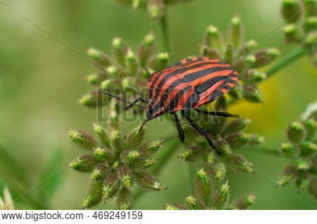 Natural Closeup On The Colorful Red Italian Striped Bug, Graphosoma Italicum Sitting In Green Vegeta