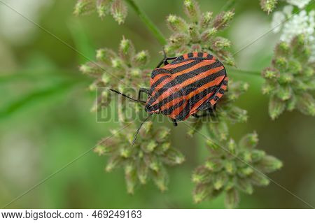 Natural Closeup On The Colorful Red Italian Striped Bug, Graphosoma Italicum Sitting In Green Vegeta