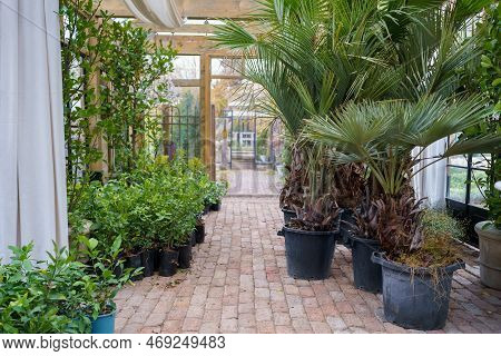 Lush Tropical Greenhouse Full Of Various Exotic Plants, Benches Inside Of Glass Orangery. Evergreen 