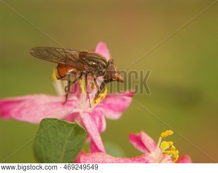 Natural Closeup Of A Common Snoutfly , Rhingia Campestris Sitting On A Pink Flower