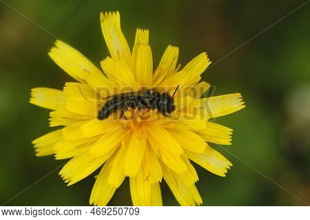 Natural Closeup On A Dark Black Shaggy Solitary Bee, Panurgus Calcaratus, Typically Found In Yellow 