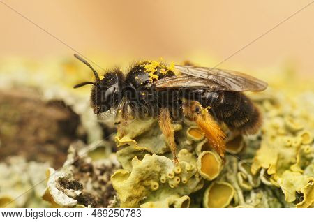 Natural Closeup On A Dark Black Shaggy Solitary Bee, Panurgus Calcaratus Sitting On Lichen Covered W