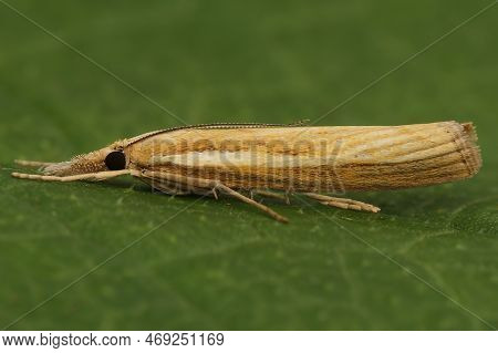 Detailed Closeup On A Common Grass Veneer Moth, Agriphila Tristella Sitting On A Green Leaf