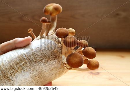 Various Size Of Mature Poplar Mushrooms Growing On Mycelium Block As Houseplants