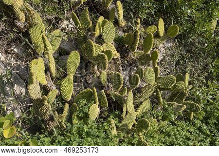 Close-up Of A White Nopal Cactus, Opuntia Leucotricha, On A Sunny Morning. Island Of Mallorca, Spain