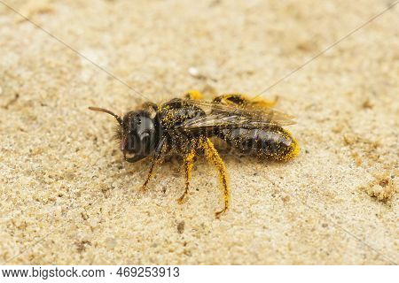 Detailed Closeup On A Dark Black Shaggy Bee, Panurgus Calcaratus, Sitting On Stone