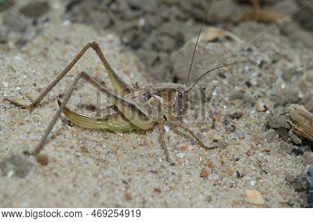 Natural Closeup On The Rare, Endangered Grey Bush-cricket, Platycleis Albopunctata Sitting On Sand
