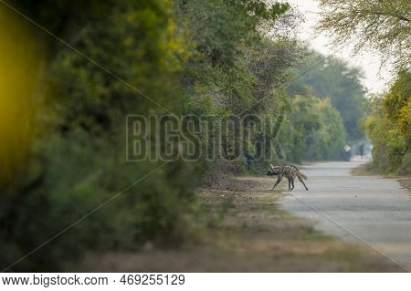 Wild Striped Hyena Or Hyaena Hyaena Back Profile Crossing Forest Track In Natural Green Background D